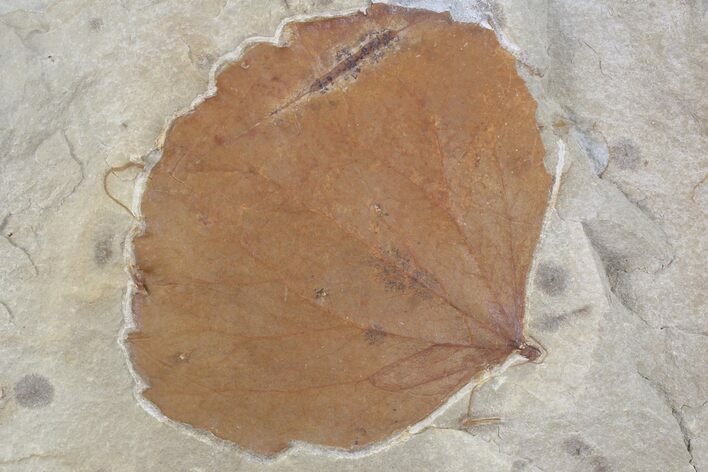 Detailed Fossil Leaf (Zizyphoides) - Montana #75862